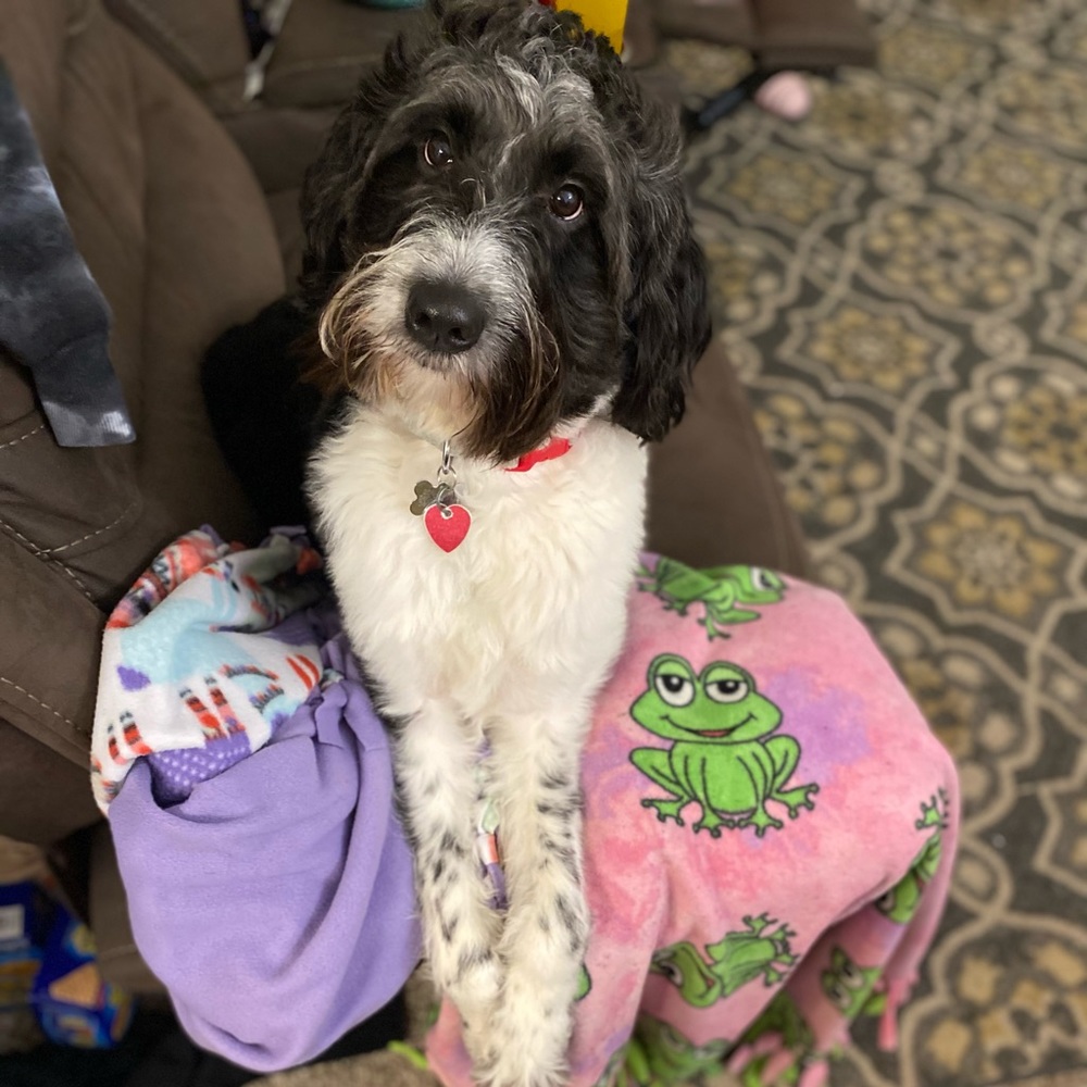 Meet your Posher, Kori